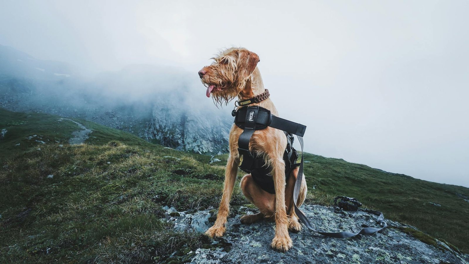 Best Dog Harnesses for Walking and Hiking