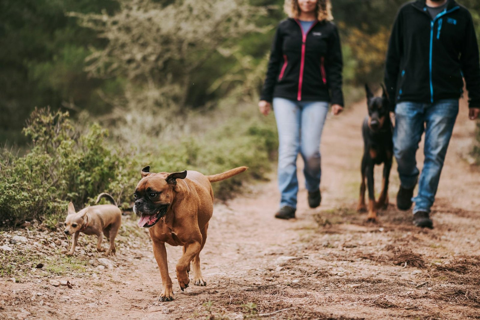 Fun Weekend Activities to Do With Your Dog