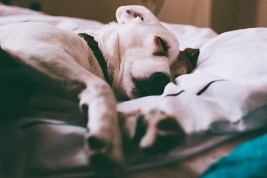 Best Dog Bed in 2026
