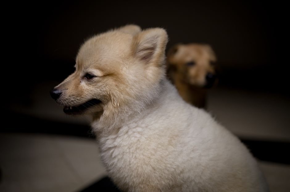 Best Puppy Supplies in 2026
