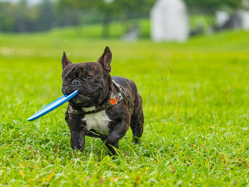 pet care image for Best Dog Toys in 2026