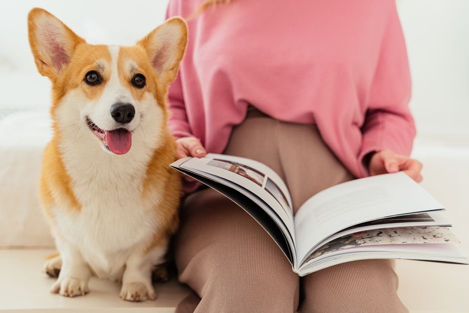 pet care image for Printable Activity Pages For Road Trips With Kids