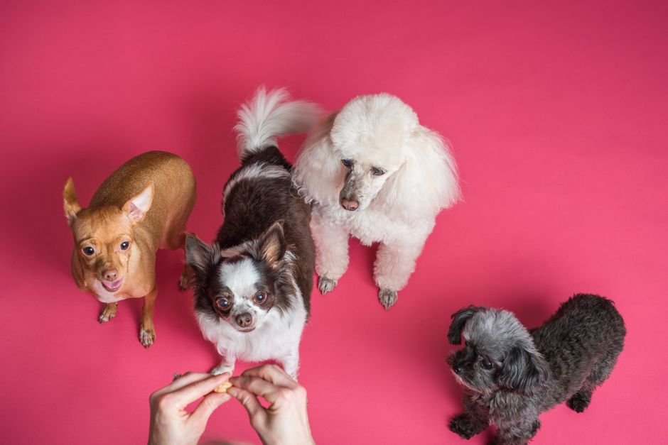 pet care image for Best Dog Treats in 2026
