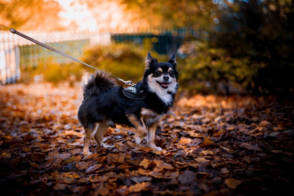 pet care image for Best Dog Harness in 2026