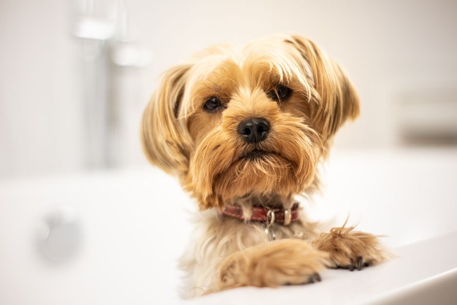 Best Dog Grooming Kit in 2026