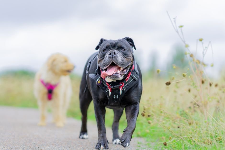 Best Dog Harness in 2026