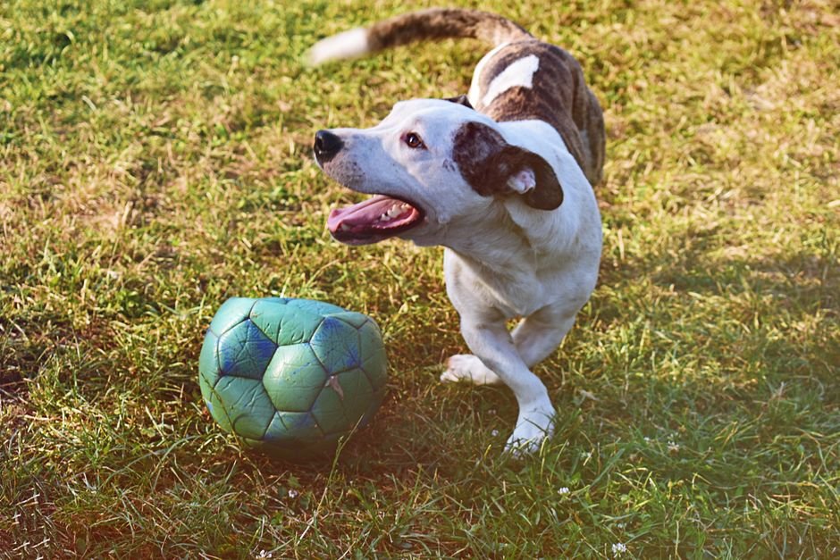 pet care image for Diy Learning Games Parents Can Make At Home